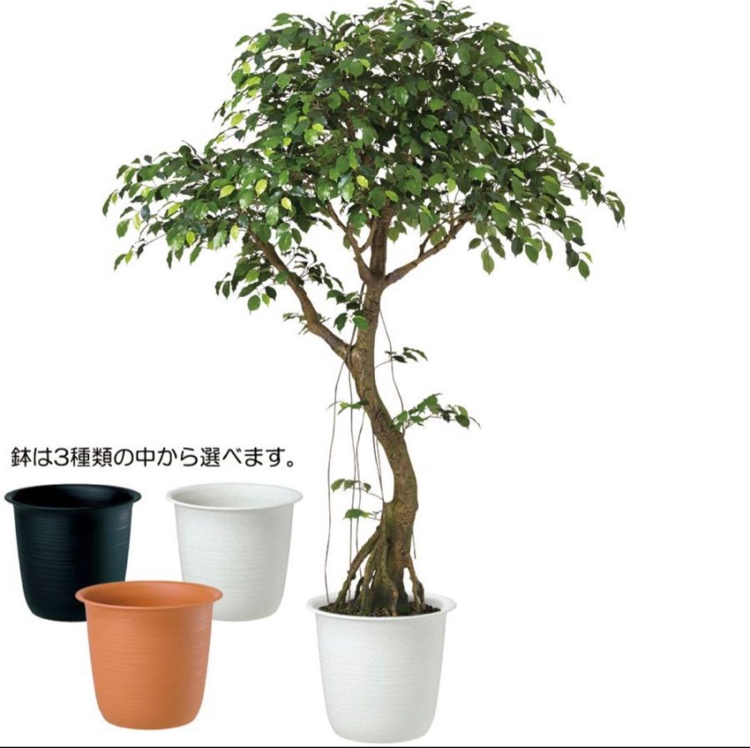 光触媒　人工観葉植物　ウォールグリーン　フェイクグリーン　ベンジャミナコアッド鉢