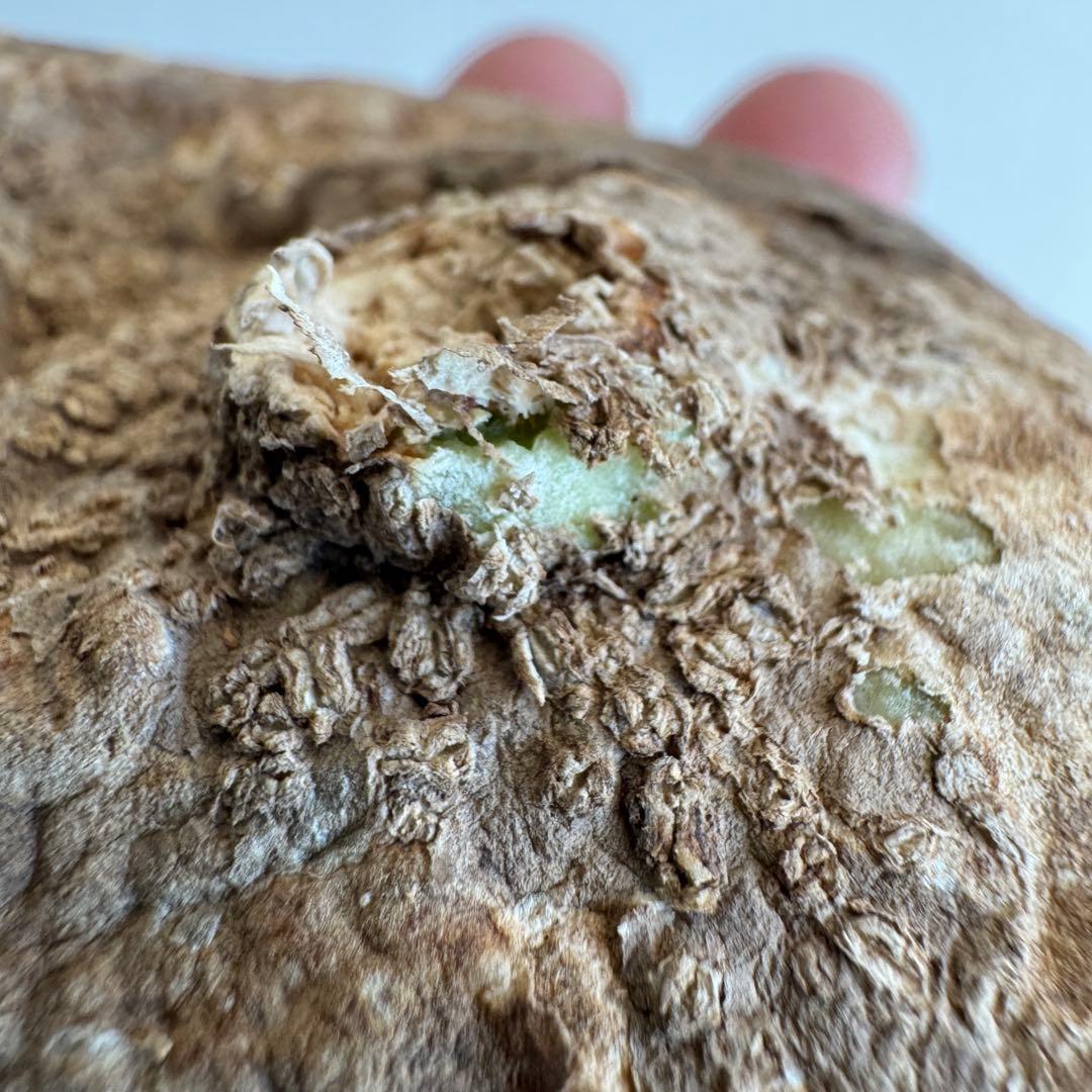 22.アデニア・オバタ 輸入直後ベアルート株　Adenia Ovata