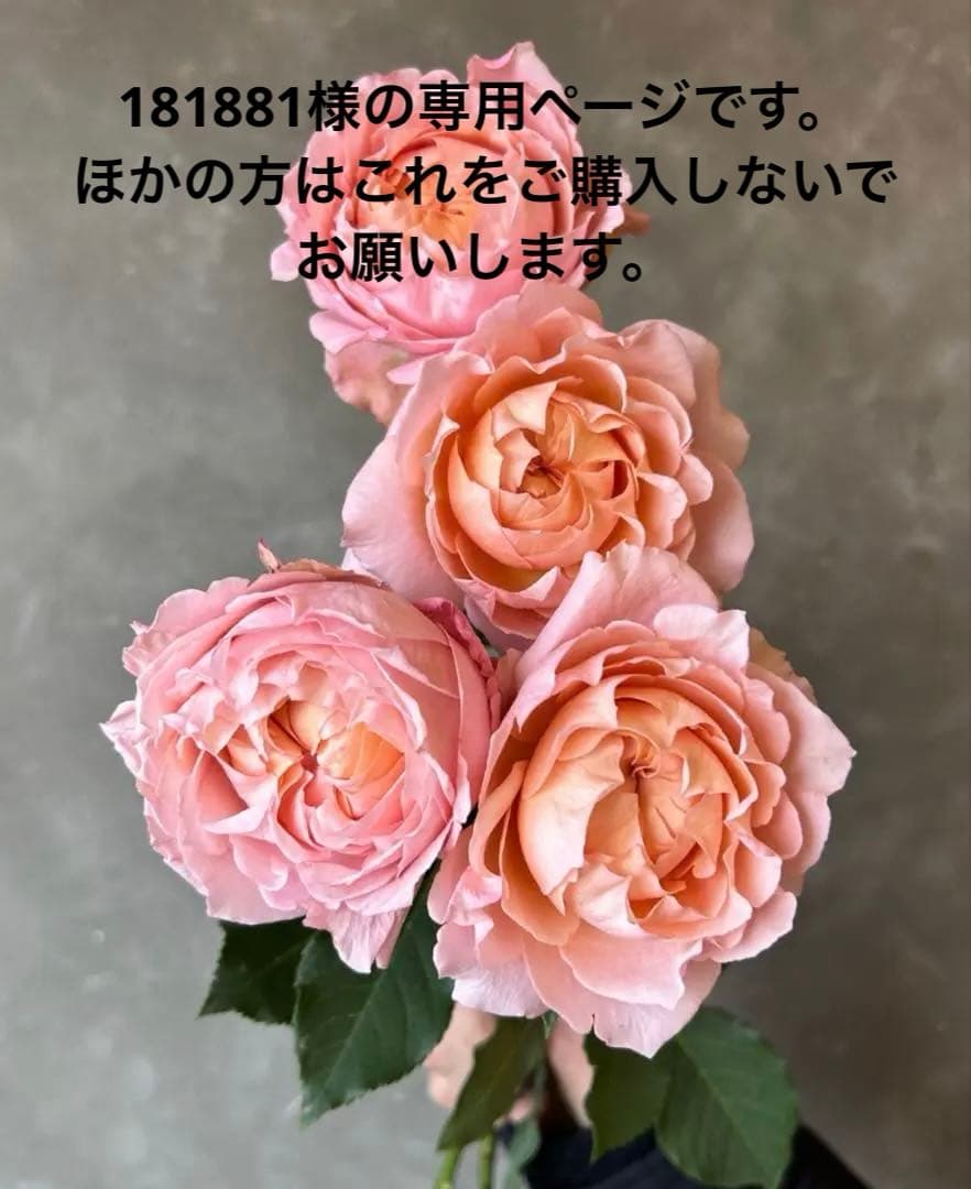 レア　海外品種　花苗　バラ　入手困難　綺麗花　Juli…ta