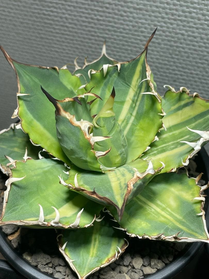 Agave titanota チタノタ トリカラー 親株 希少株　価格交渉可