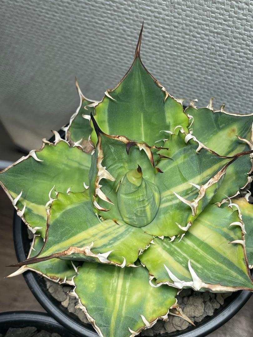Agave titanota チタノタ トリカラー 親株 希少株　価格交渉可