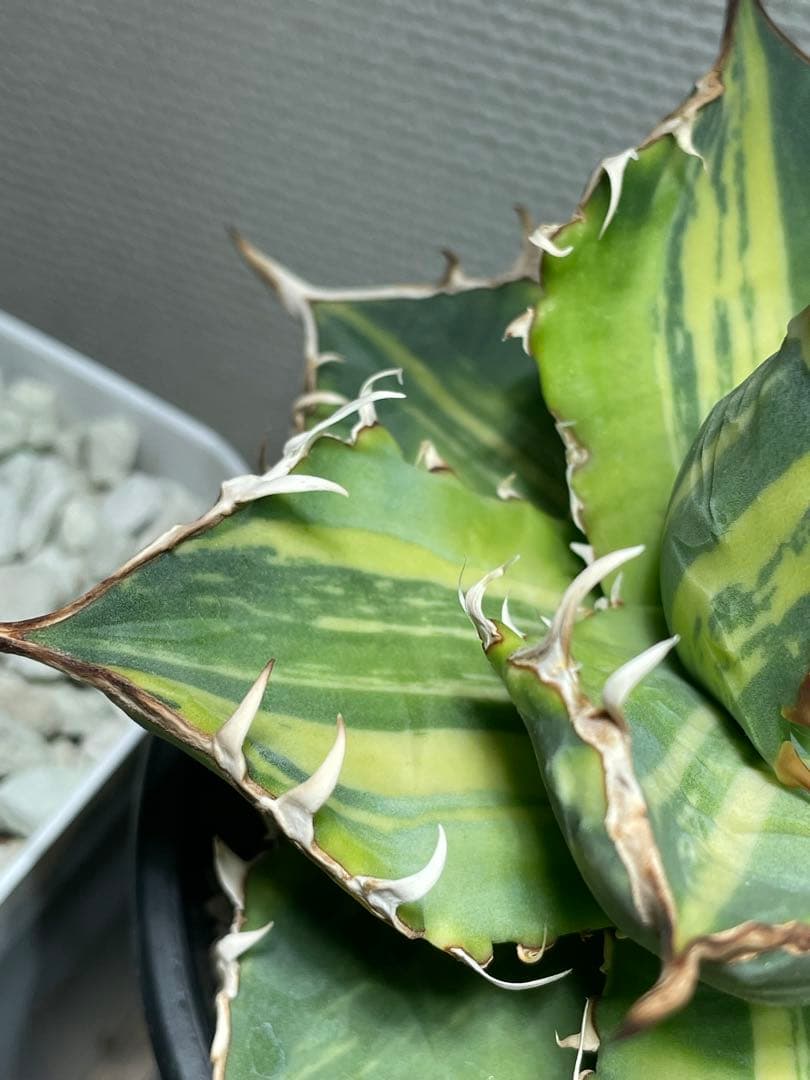 Agave titanota チタノタ トリカラー 親株 希少株　価格交渉可