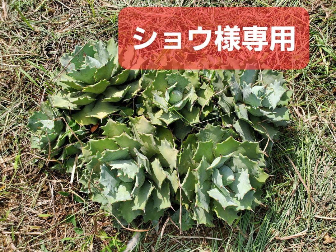 【ショウ】 リップルエフェクト