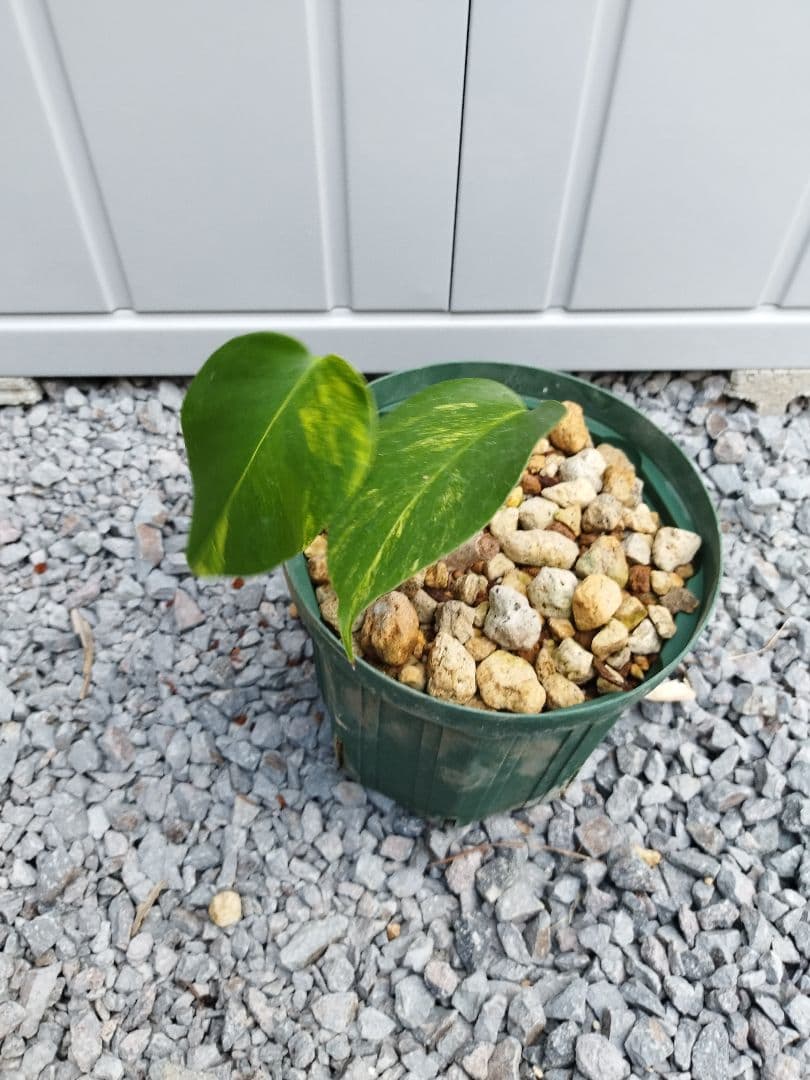 斑入りモンステラA14 オーシャンミントデリシオーサ　鉢ごと発送