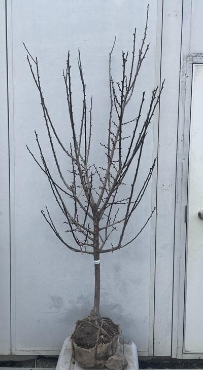 《現品》鹿児島紅梅（カゴシマコウバイ）樹高1.7ｍ（根鉢含まず）32【花梅苗木】