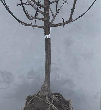 《現品》鹿児島紅梅（カゴシマコウバイ）樹高1.7ｍ（根鉢含まず）32【花梅苗木】