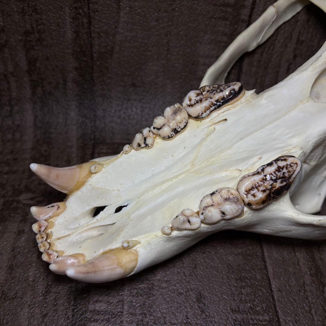 ヒグマ 熊 頭骨 頭蓋骨 骨格標本