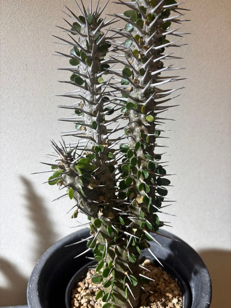 【レアプランツ】極太大株 アローディア モンタグナッキー トリプルヘッド