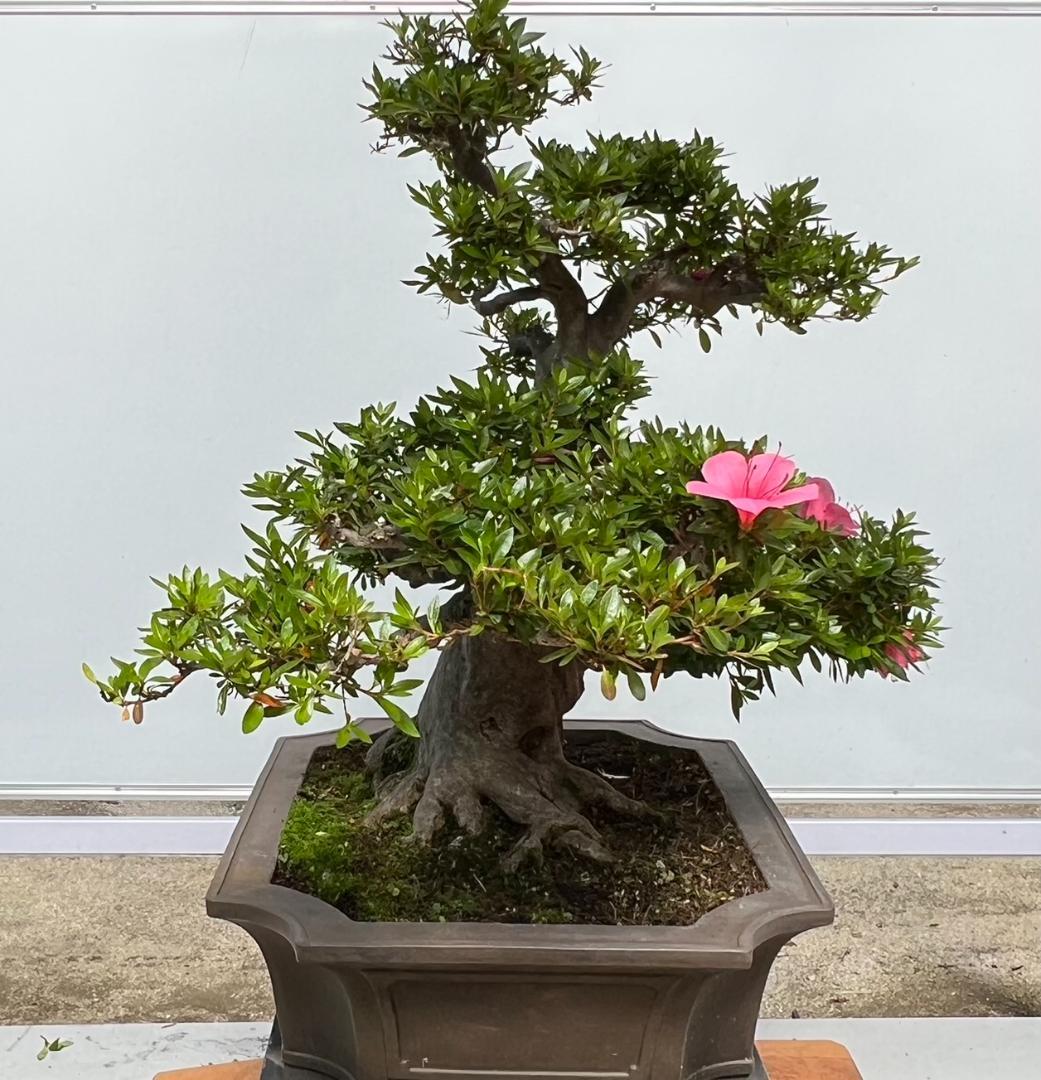 さつき　大盃