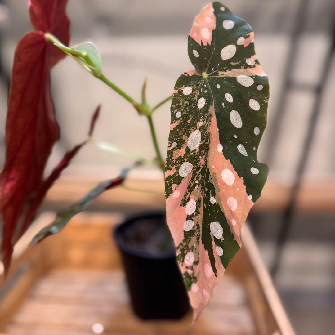 14 ベゴニア　マクラータ　斑入り　カット可能