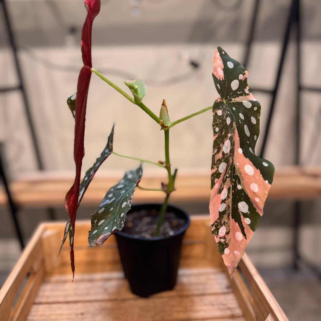 14 ベゴニア　マクラータ　斑入り　カット可能