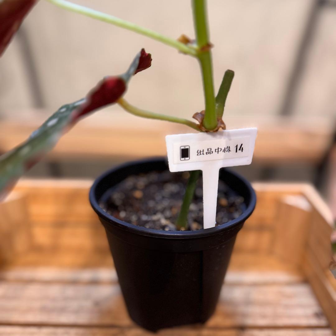 14 ベゴニア　マクラータ　斑入り　カット可能