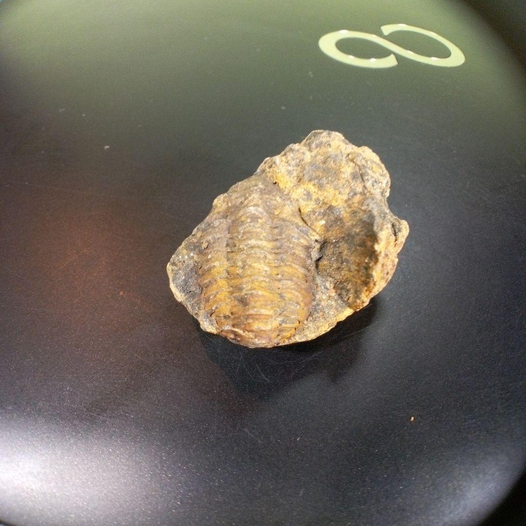 三葉虫　化石　fossil　ボリビア　trilobite　三葉虫綱　三葉虫管理②