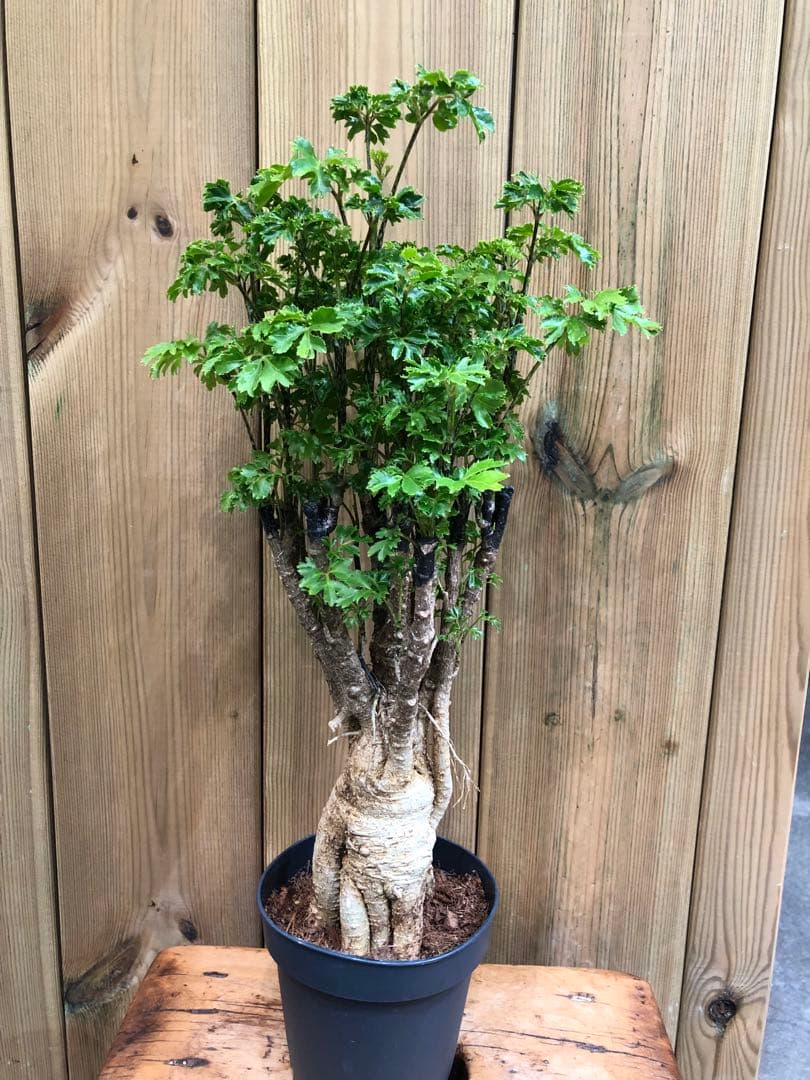 ポリシャス・バタフライ