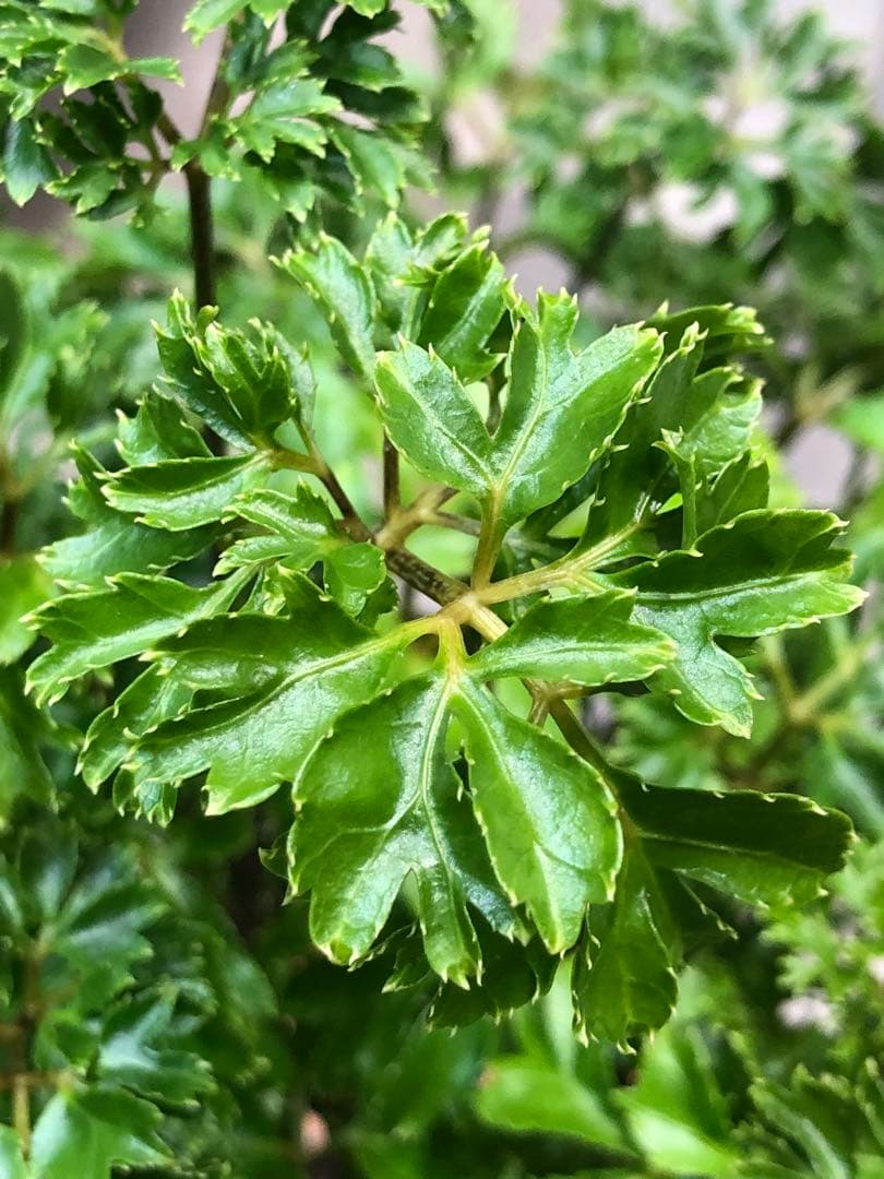 ポリシャス・バタフライ