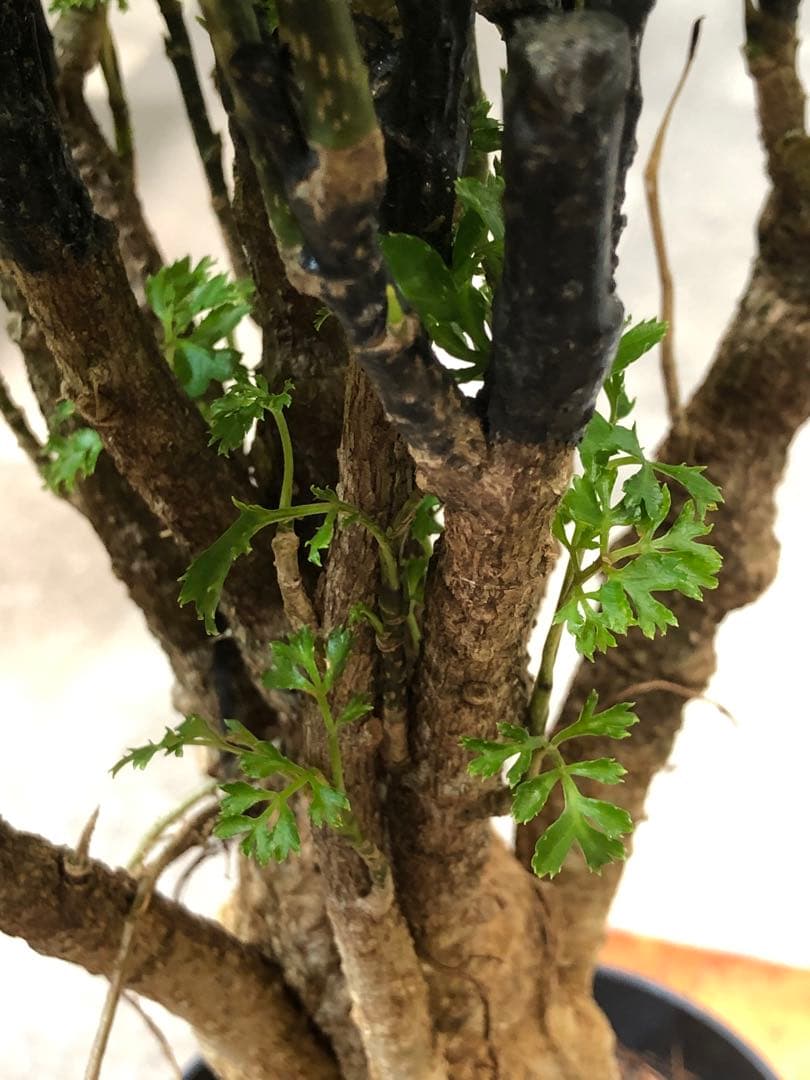 ポリシャス・バタフライ