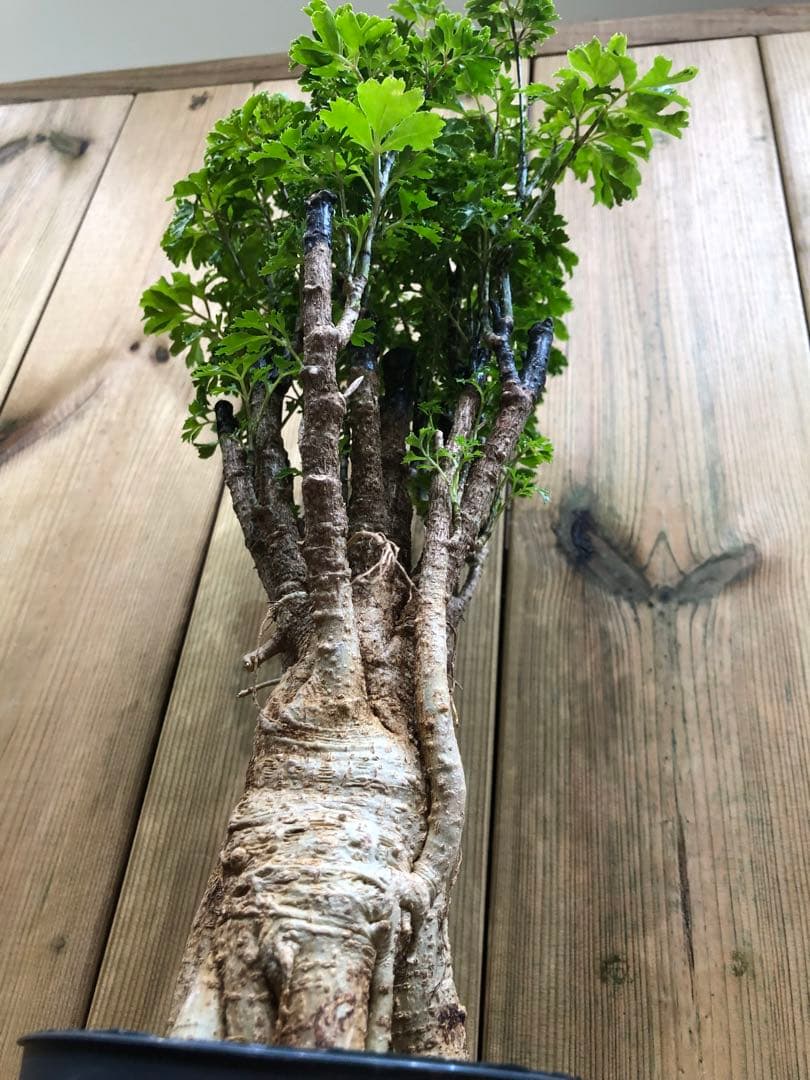 ポリシャス・バタフライ