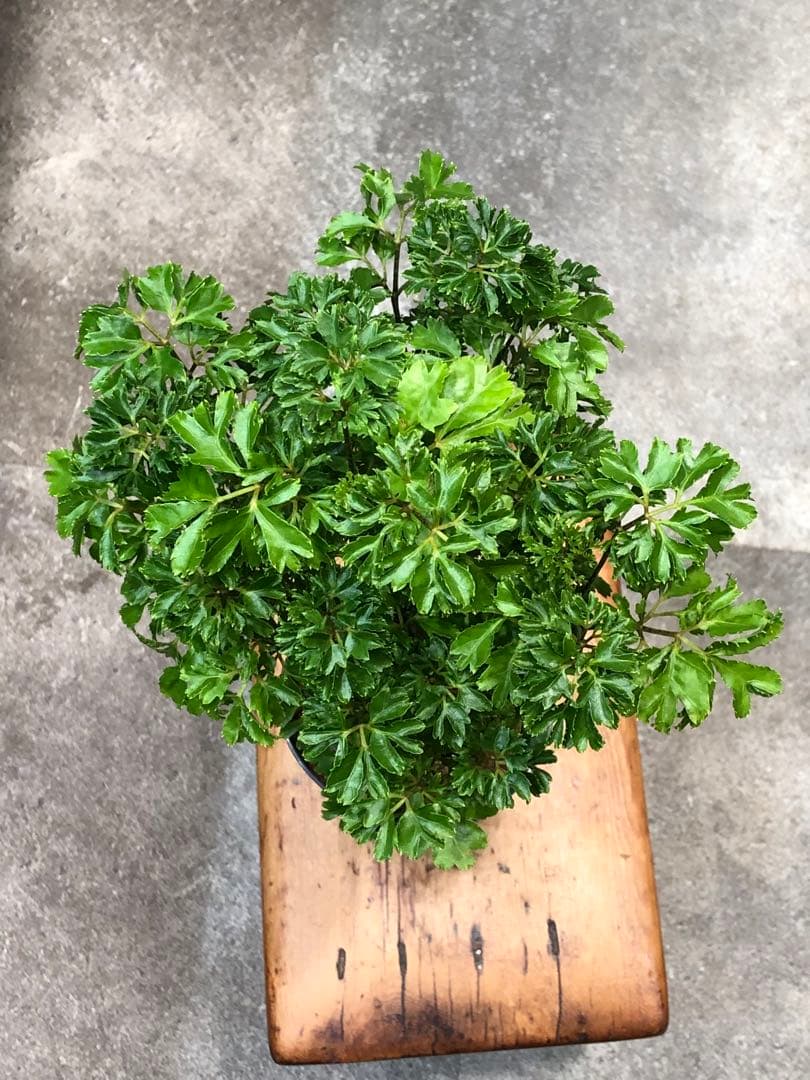 ポリシャス・バタフライ