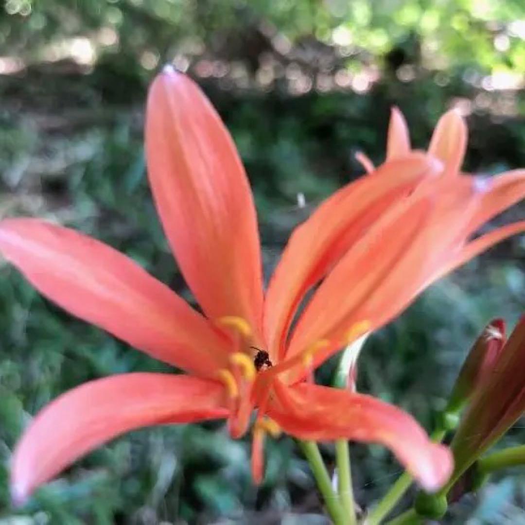 2個 キツネノカミソリ 球根 2個 オレンジ色の花 可愛らしい 小さめの花