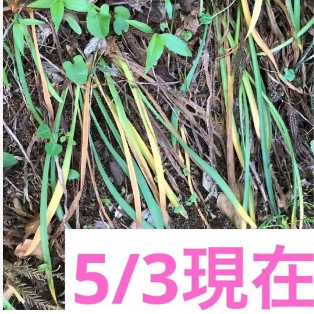2個 キツネノカミソリ 球根 2個 オレンジ色の花 可愛らしい 小さめの花