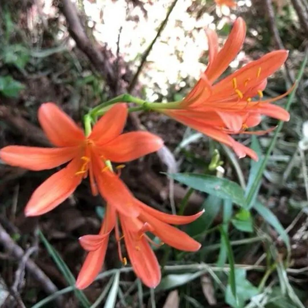 2個 キツネノカミソリ 球根 2個 オレンジ色の花 可愛らしい 小さめの花