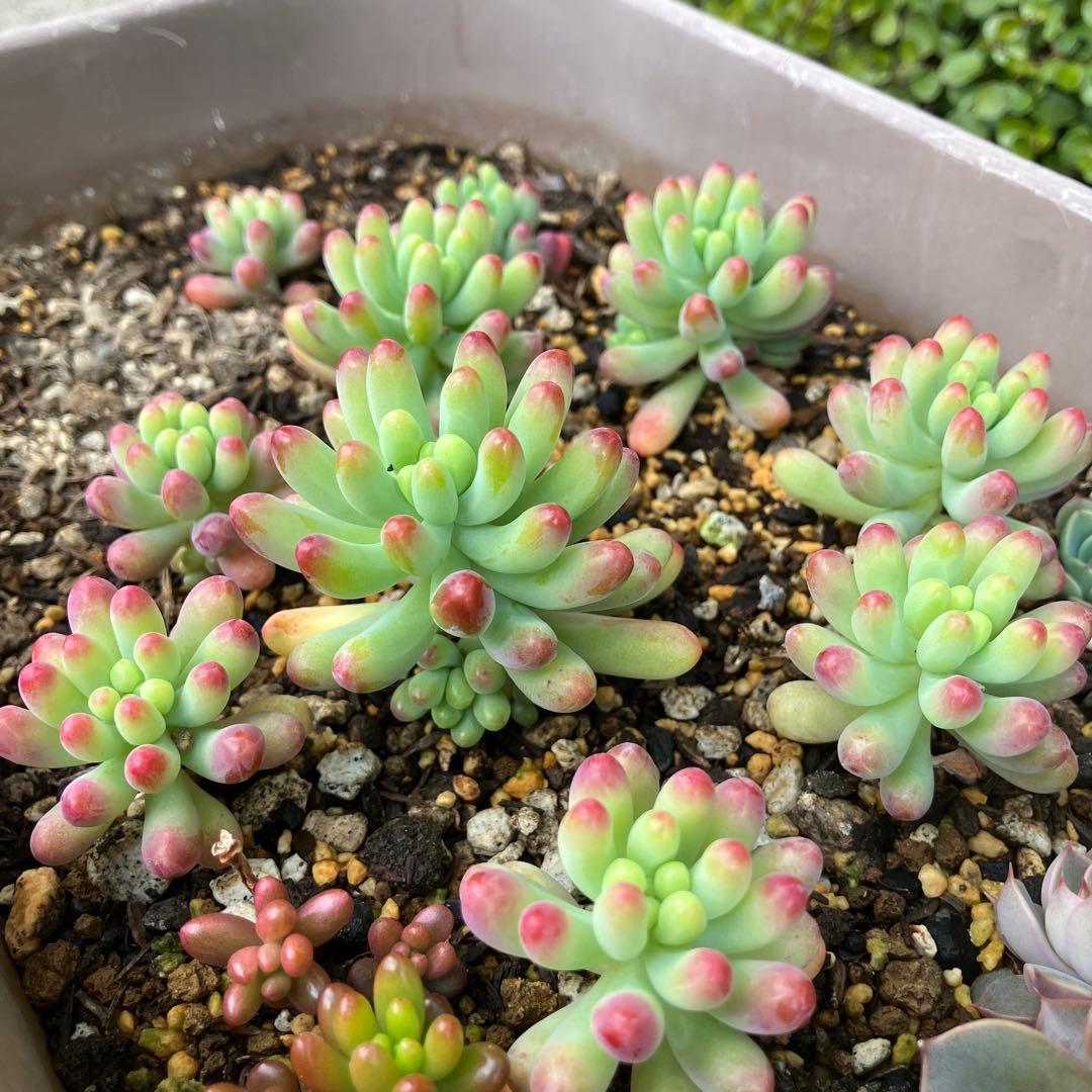 乙女心 11苗 【抜き苗】多肉植物