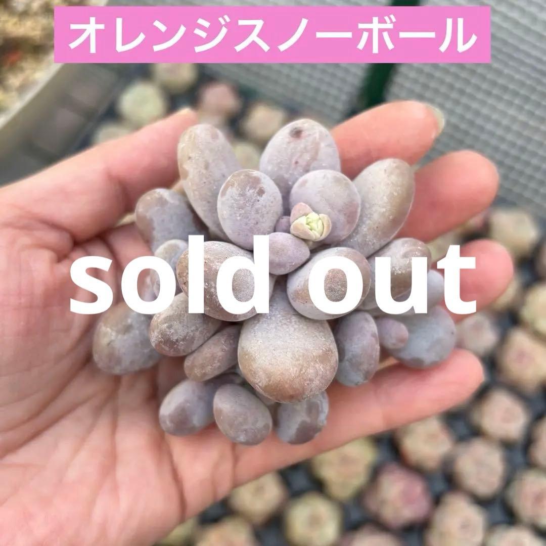 多肉植物♡ぷくぷく♡オレンジスノーボール　カット苗