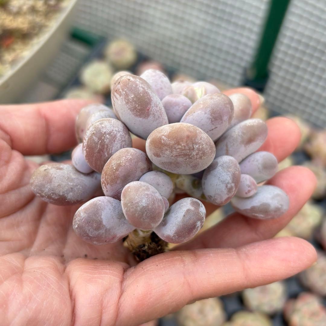 多肉植物♡ぷくぷく♡オレンジスノーボール　カット苗