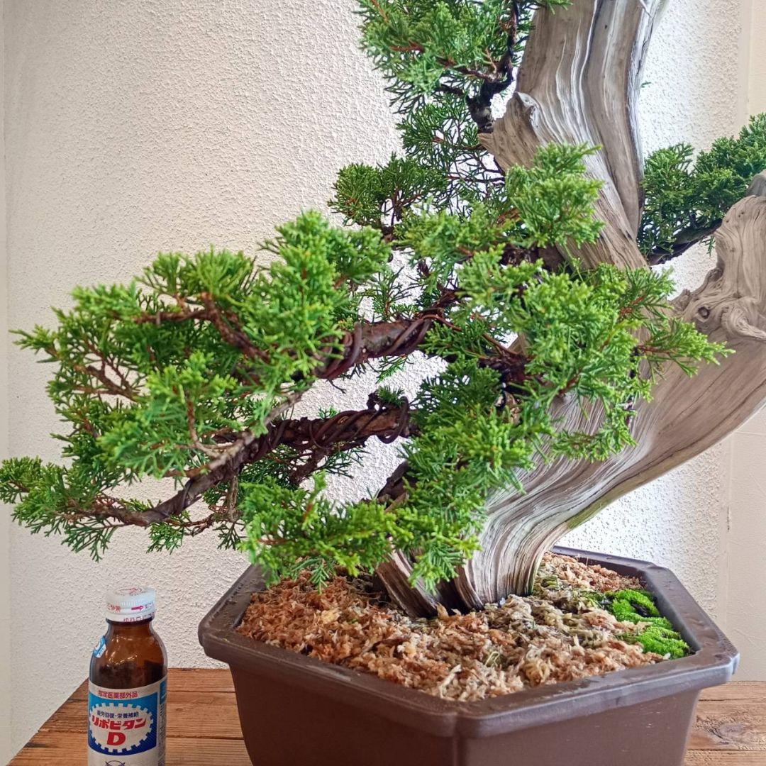 盆栽 真柏（創作盆栽）シャリ幹山取り真柏 鉢底より高さ64cm