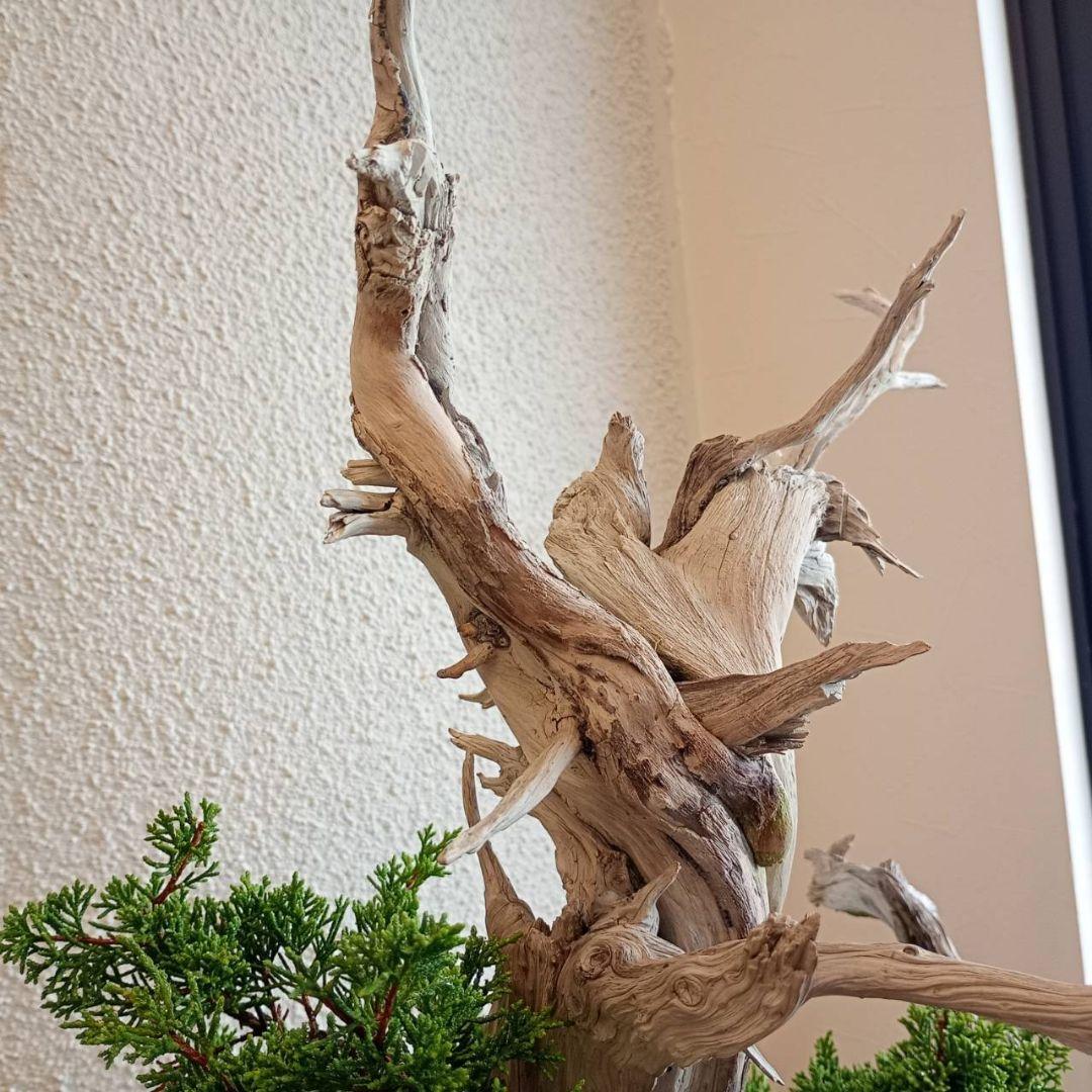 盆栽 真柏（創作盆栽）シャリ幹山取り真柏 鉢底より高さ64cm