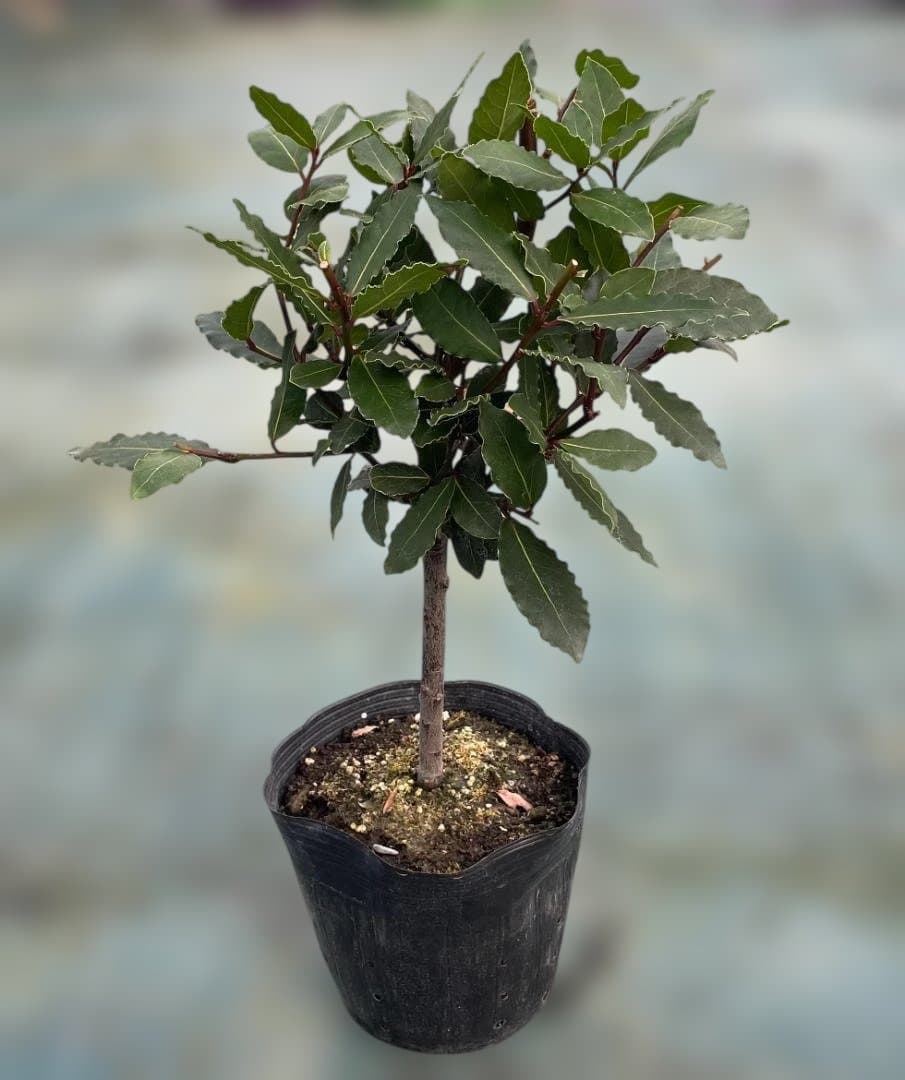 香り月桂樹（ローレル）