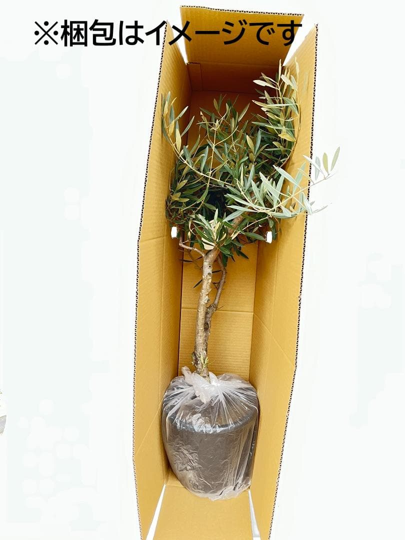 オリーブの木　ペンドリノ　10号　約160cm　K-339　現品掲載