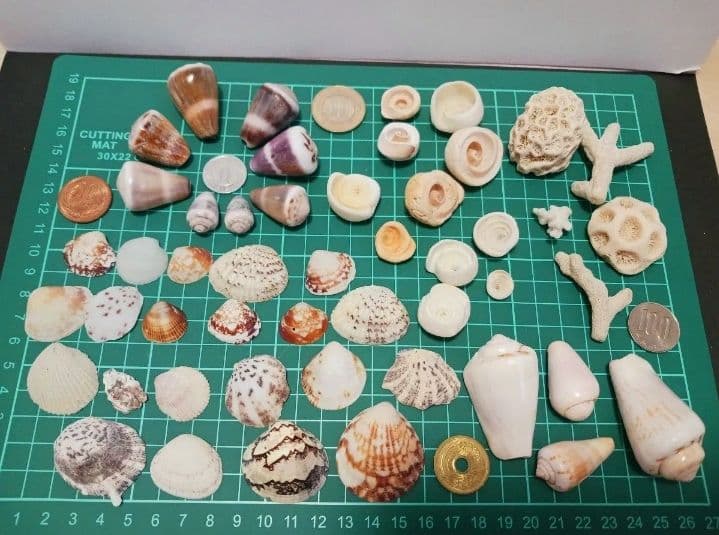 A 貝殻とサンゴの宝箱　宝石箱　210個以上セット　中サイズ　タカラガイ