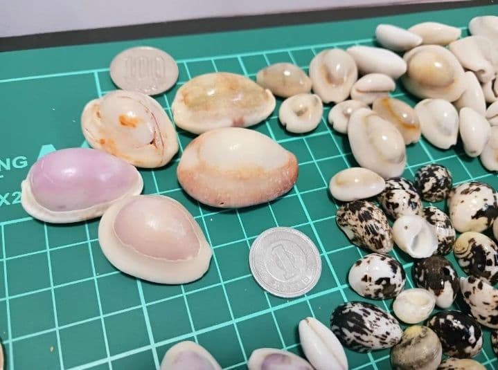 A 貝殻とサンゴの宝箱　宝石箱　210個以上セット　中サイズ　タカラガイ