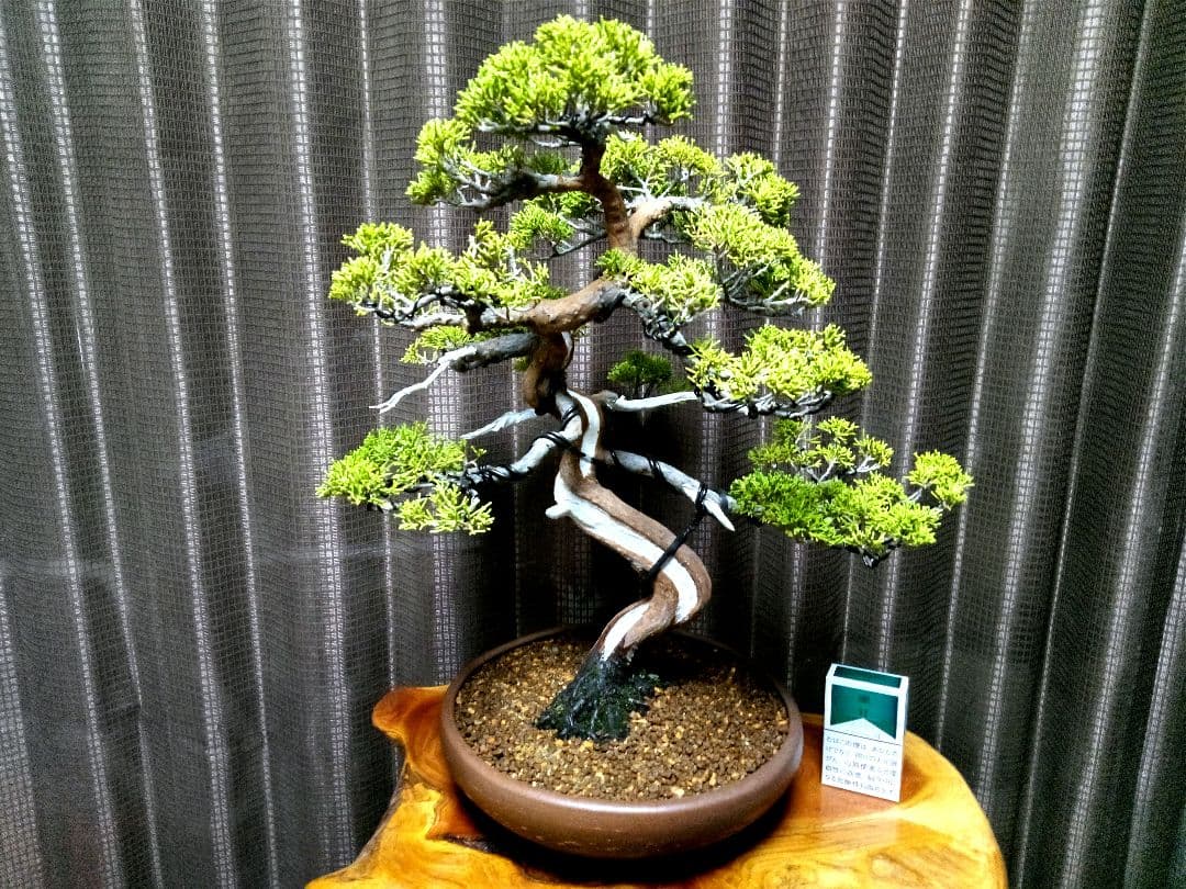 【中品　糸魚川真柏盆栽】　　　⭕幹曲抜群…新春セール❗ ★期間限定価格★