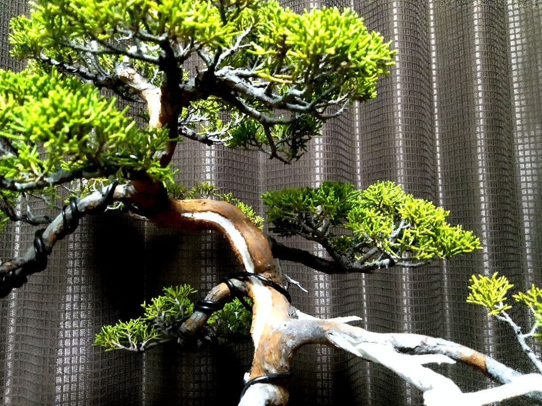 【中品　糸魚川真柏盆栽】　　　⭕幹曲抜群…新春セール❗ ★期間限定価格★