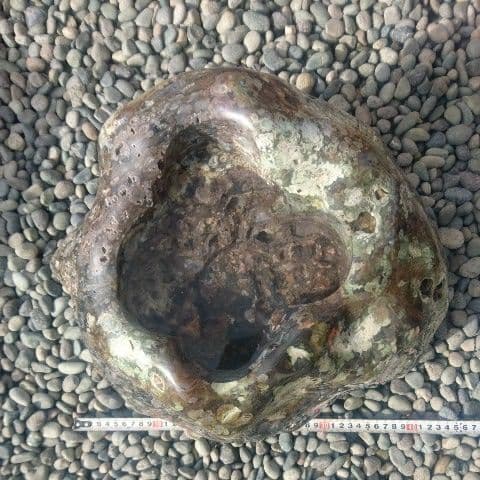 新潟産梅花石蹲 庭石 鑑賞石 置物 オブジェ インテリア 水槽 蹲 盆栽