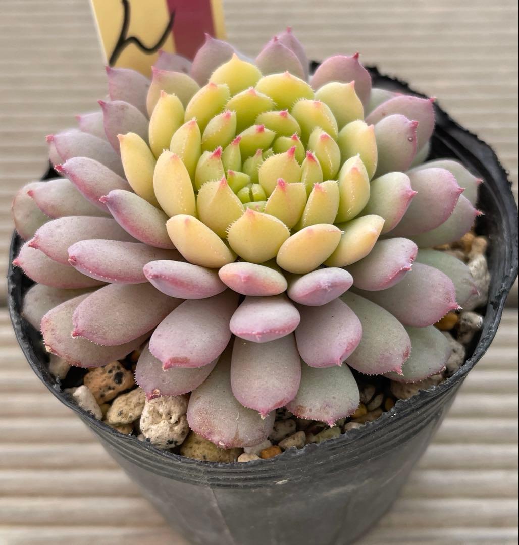 ꕤclara*様 リクエスト 2点 まとめ商品