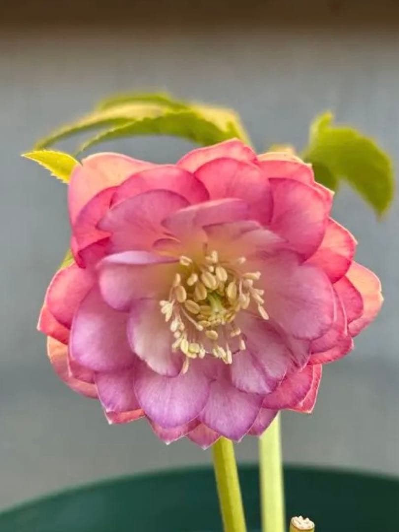 鉢付き　多弁系段咲きピンククリスマスローズ