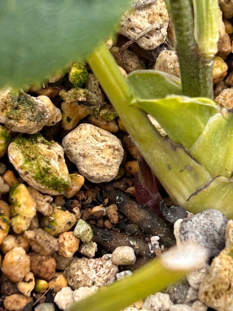 鉢付き　多弁系段咲きピンククリスマスローズ