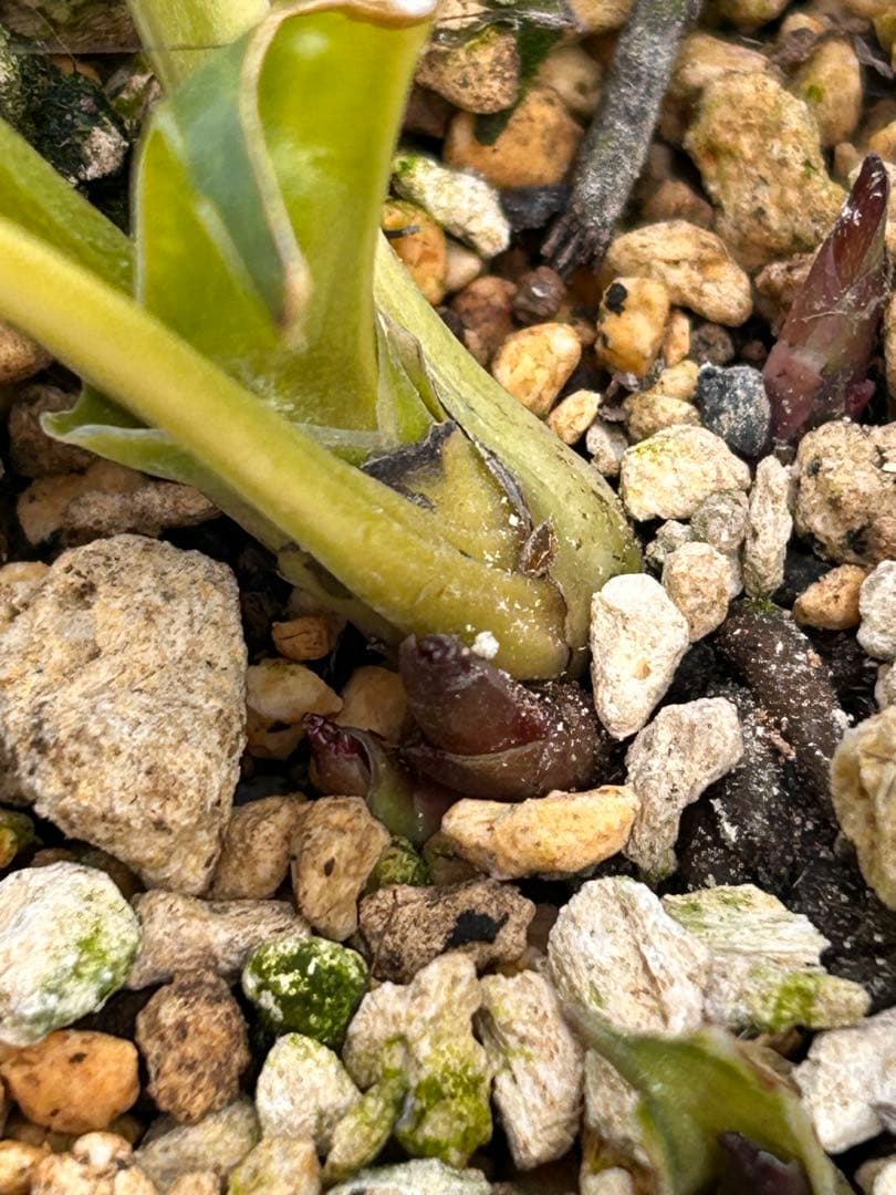 鉢付き　多弁系段咲きピンククリスマスローズ