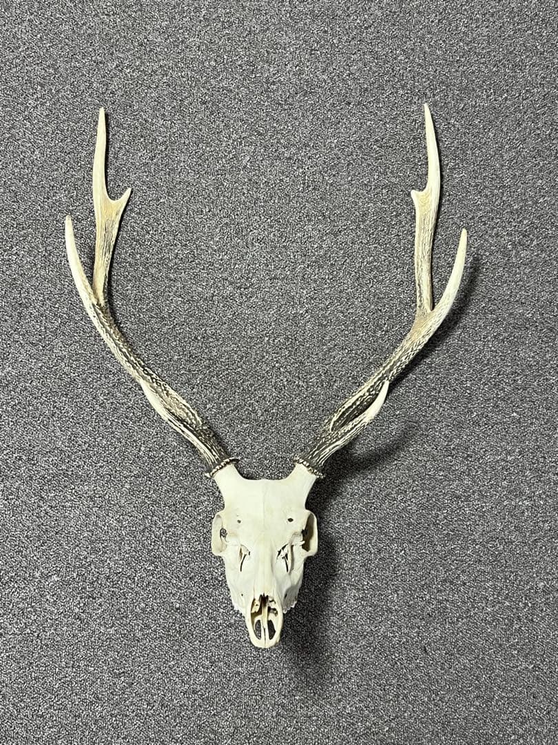 ニホンジカ 鹿の角 頭蓋骨 インテリア ハンティングトロフィー