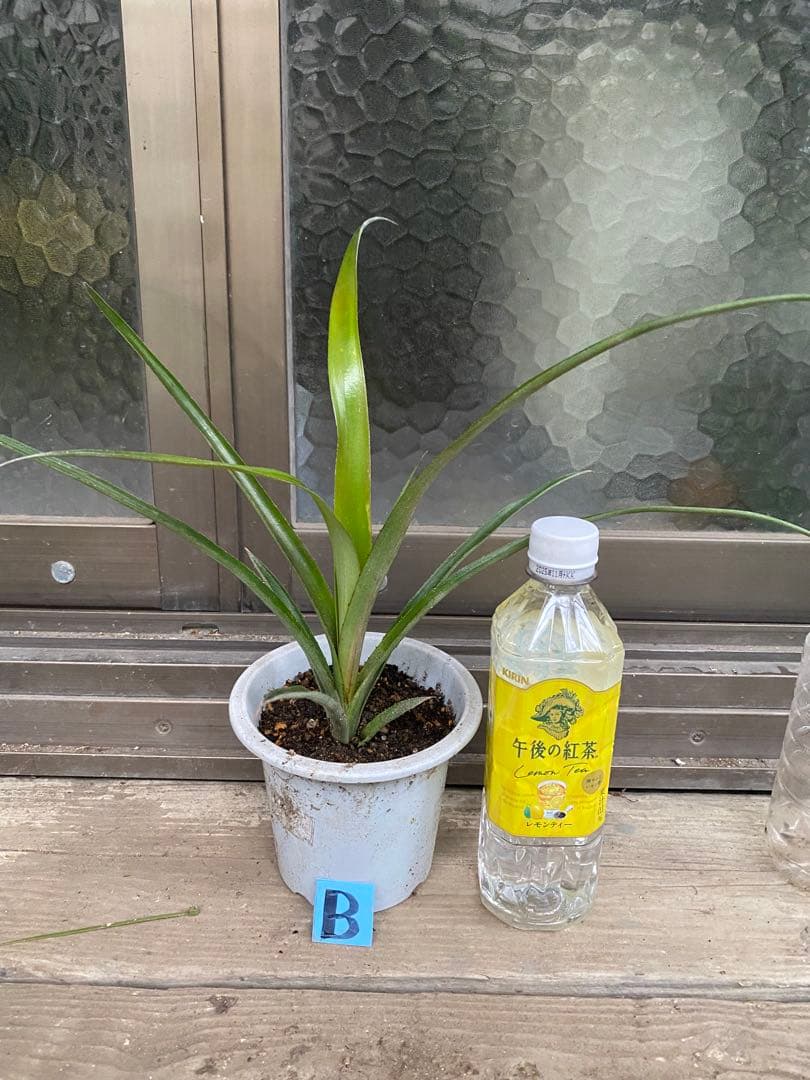 ヨウラクツツアナナス苗B