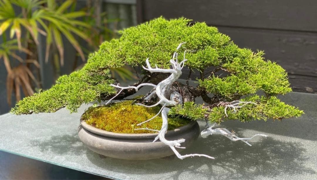 真柏盆栽