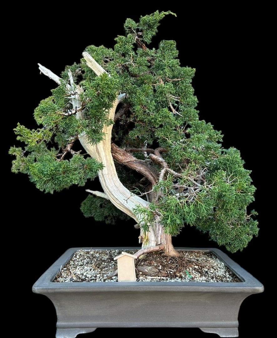 【盆栽屋大和】真柏 大品盆栽 取りに来れる方大歓迎 自社配送も可　展示品