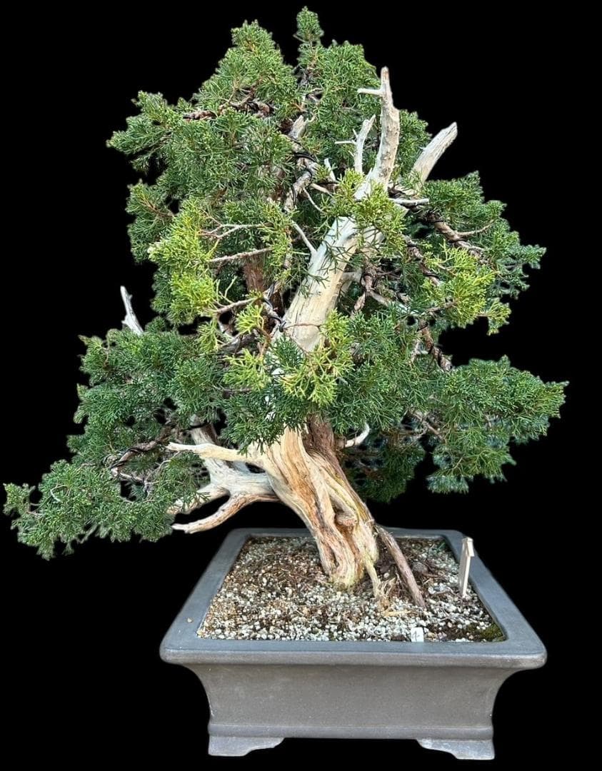 【盆栽屋大和】真柏 大品盆栽 取りに来れる方大歓迎 自社配送も可　展示品