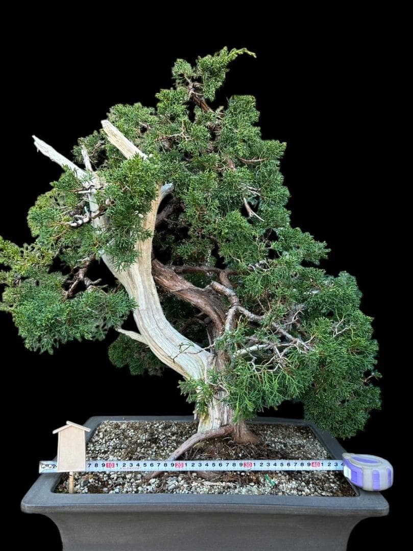 【盆栽屋大和】真柏 大品盆栽 取りに来れる方大歓迎 自社配送も可　展示品