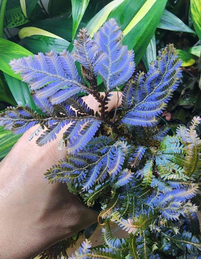 たわし様 リクエスト 4点 まとめ商品