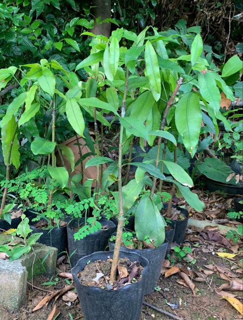 超希少 ボリビアンマンゴスチン　アチャチャイル　　接木苗木