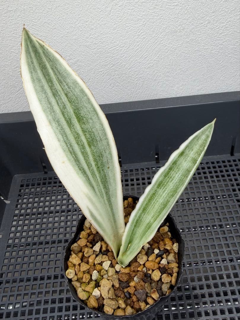 美株　希少　サンスベリアビューティークイーン　中株　レア　鉢ごと　メルカリ便